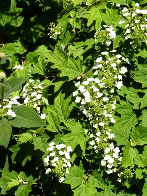 Hydrangea quercifolia fleur